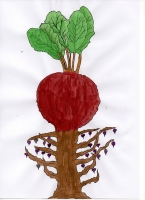 Der Radieschenbaum